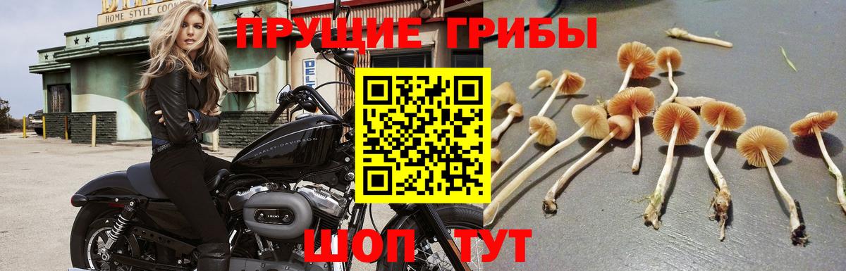 Псилоцибиновые грибы Cubensis  Вход с VPN  Канаш  Галлюциногенные грибы MAGIC MUSHROOMS 